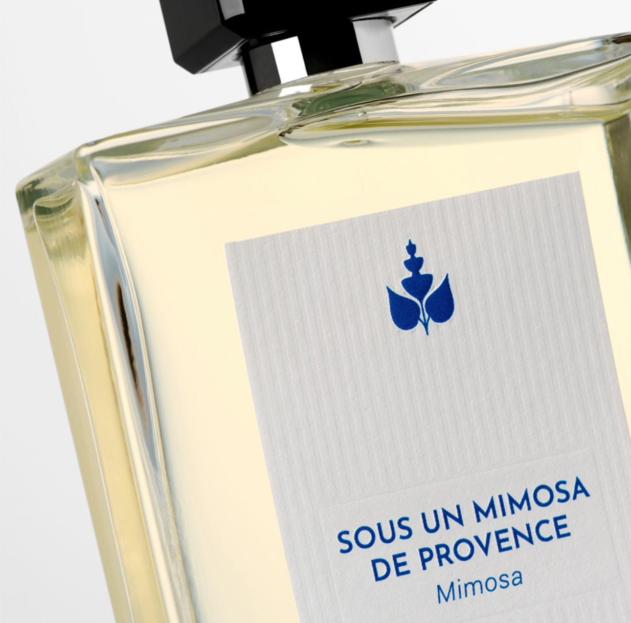 Sous un Mimosa de Provence - Carlo Deni