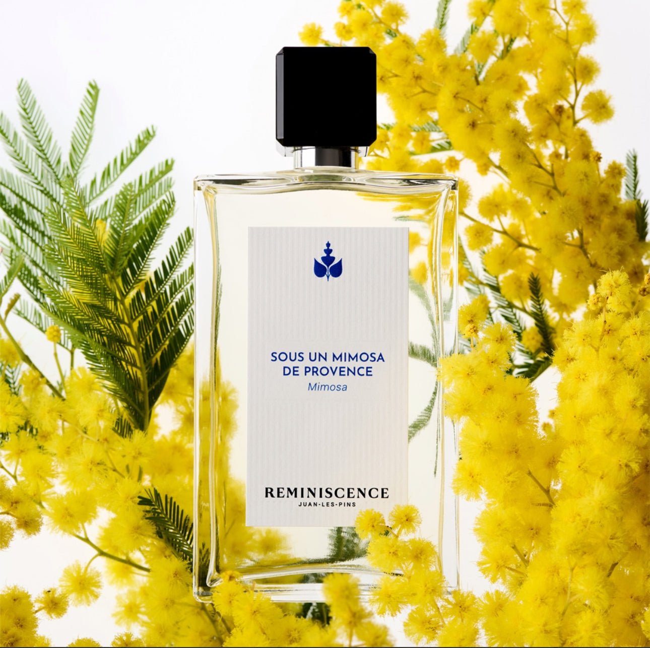 Sous un Mimosa de Provence - Carlo Deni